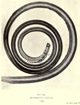 Illustration for article titled 110 Years Ago, These Microscopic Photos Horrified Londoners